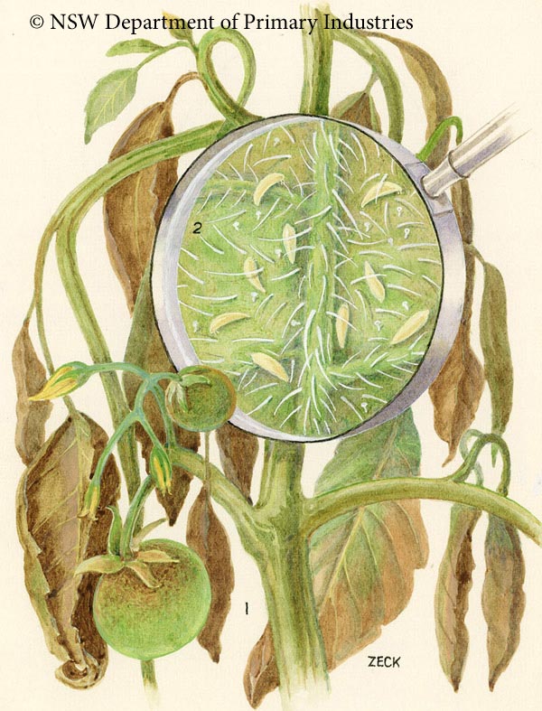 Illustration of Tomato russet mite