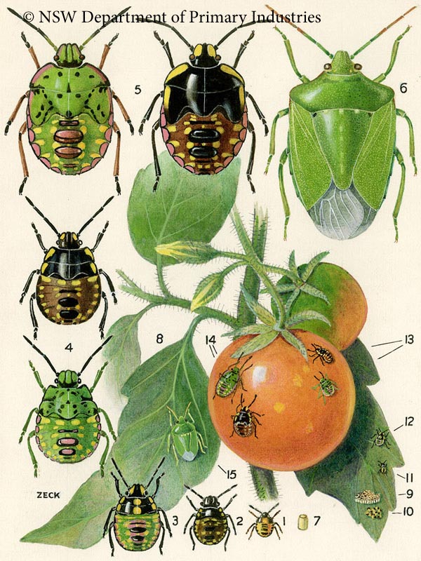 Illustration of Green vegetable bug