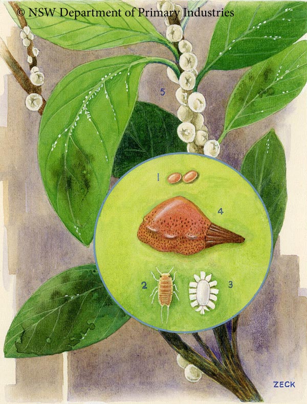 Illustration of White wax scale