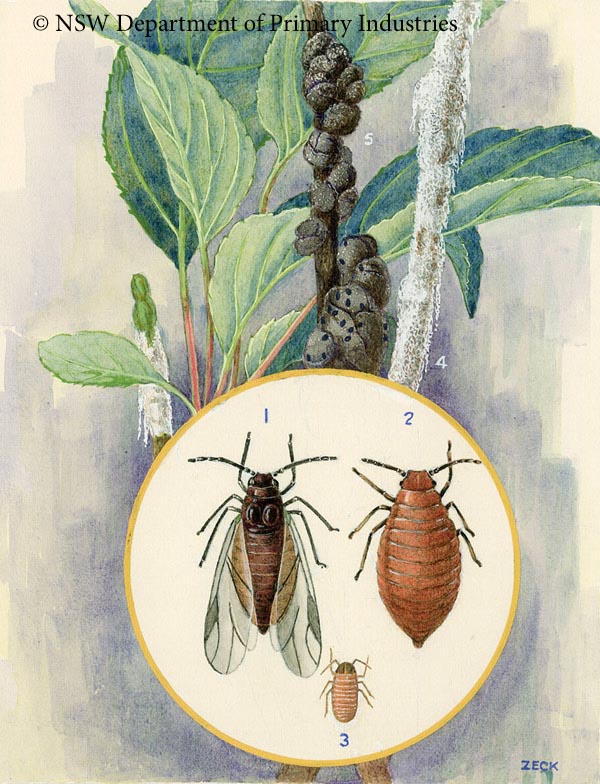 Illustration of Woolly aphid