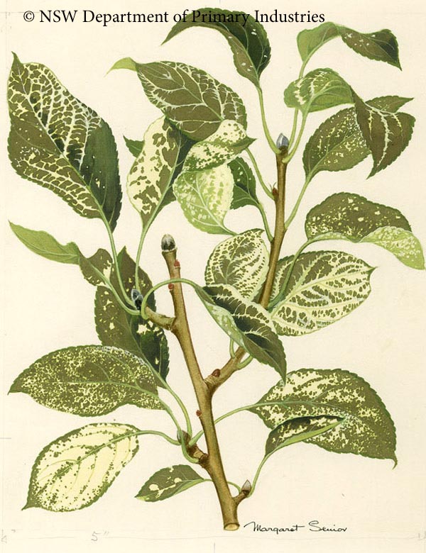 Illustration of Apple mosaic virus