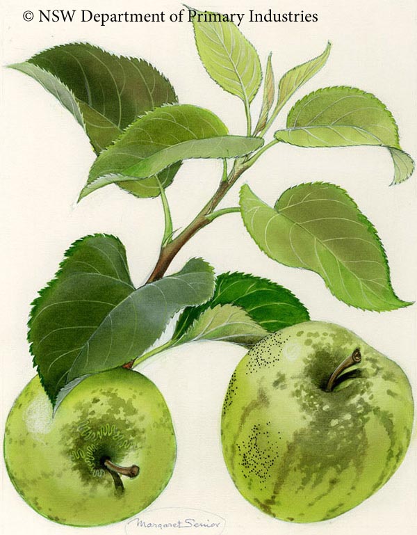 Illustration of Sooty blotch & fly speck of apple