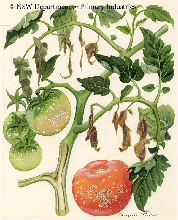 Illustration of Bacterial canker