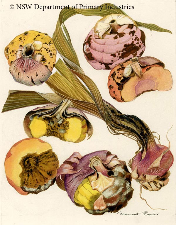 Illustration of Bacterial scab, Dry rot & Stem rot of Gladioli