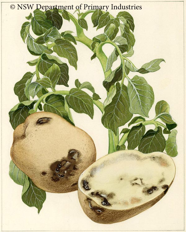 Illustration of Bacterial wilt