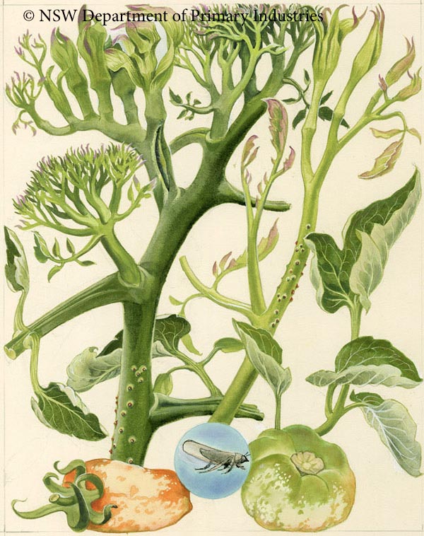 Illustration of Tomato big bud phytoplasma