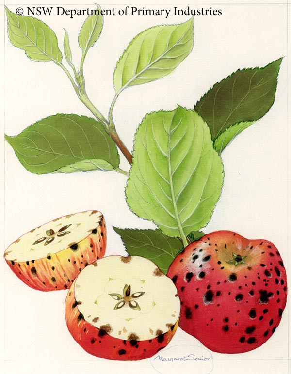 Illustration of Physiological bitter pit