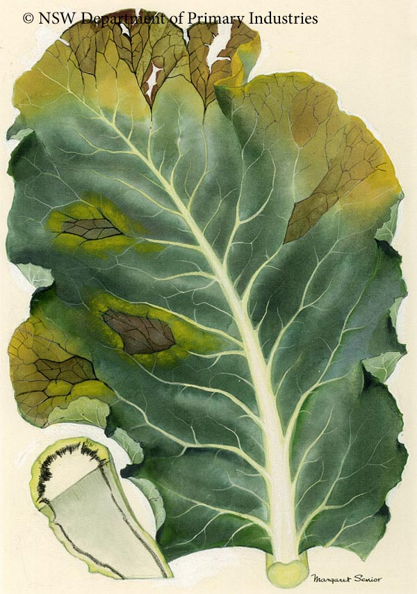 Illustration of Black rot of crucifers