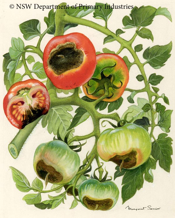 Illustration of Physiological blossom end rot