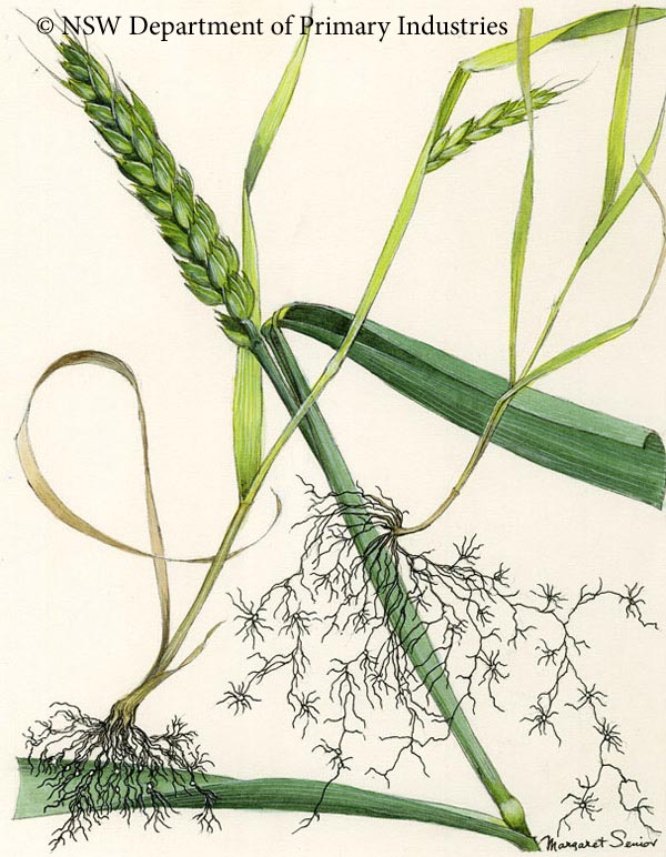 Illustration of Cereal cyst nematode