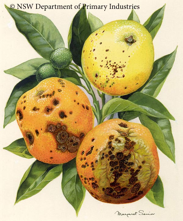 Illustration of Black spot