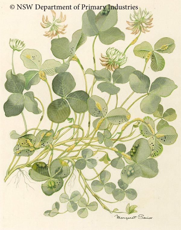 Illustration of Clover rust