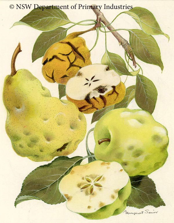 Illustration of Boron deficiency