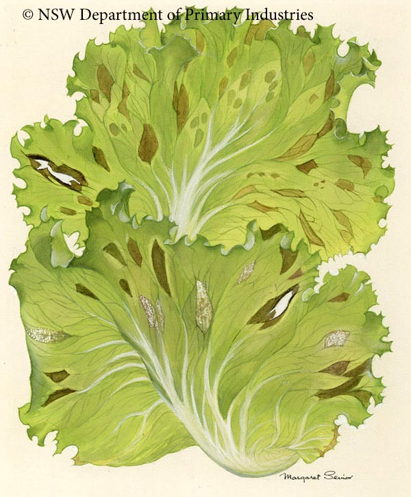 Illustration of Downy mildew