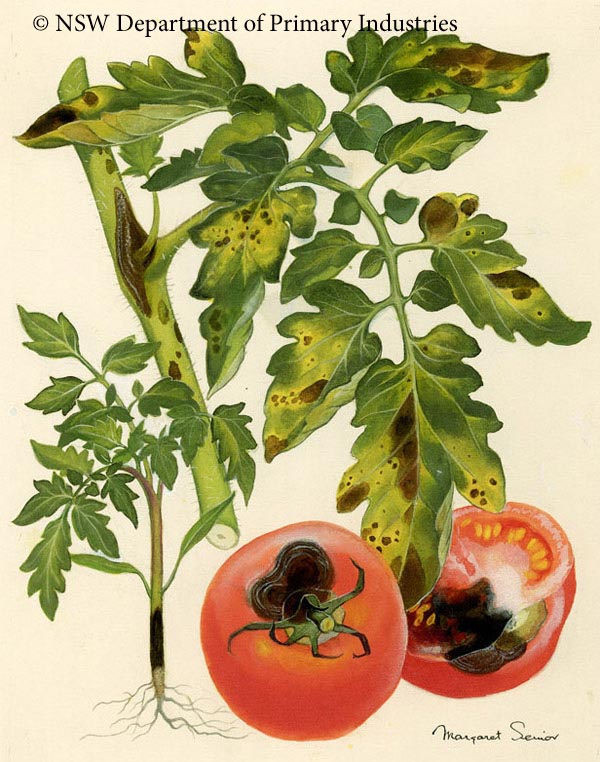 Illustration of Early blight
