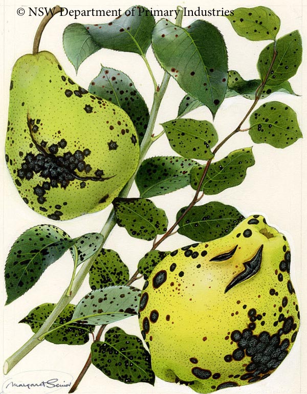 Illustration of Leaf fleck