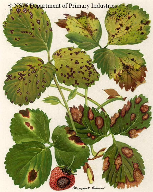 Illustration of Leaf spots of strawberries