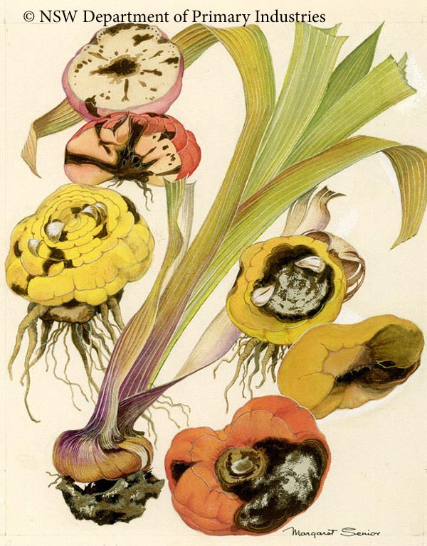 Illustration of Basal brown rot