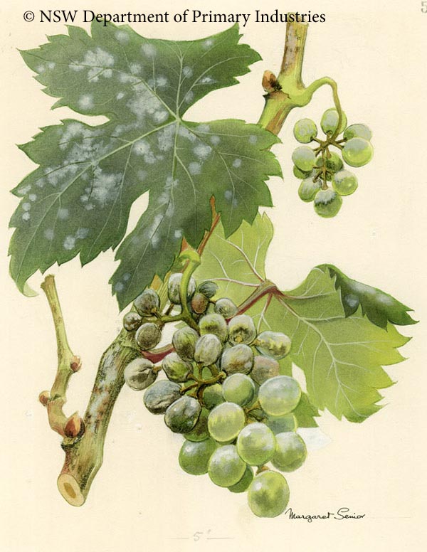 Illustration of Powdery mildew of grapevines