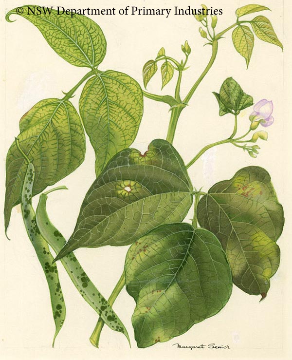 Illustration of Halo blight