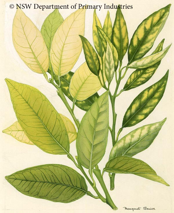Illustration of Iron and Zinc deficiency