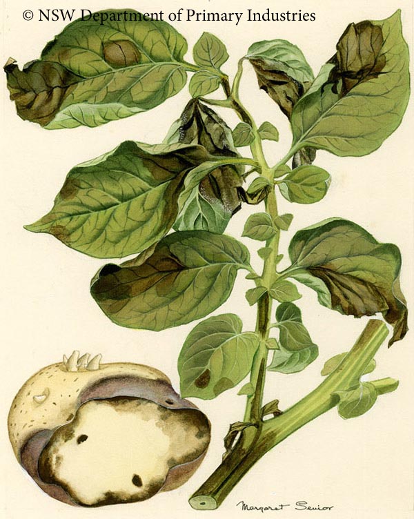 Illustration of Late blight