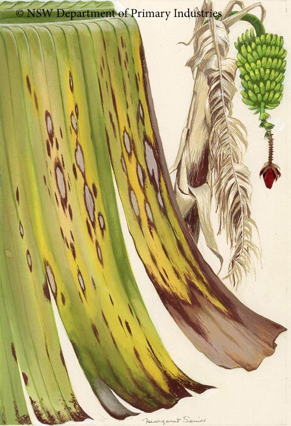 Illustration of Leaf
spot of bananas