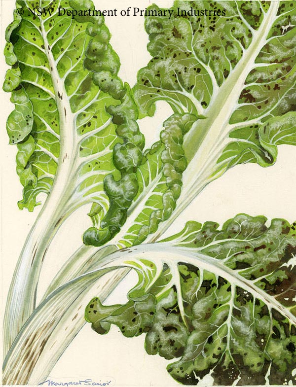 Illustration of Leaf spot