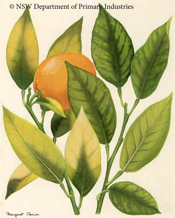 Illustration of Magnesium and manganese deficiency