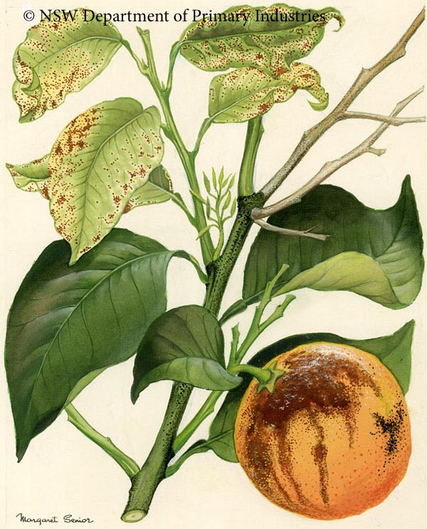 Illustration of Melanose