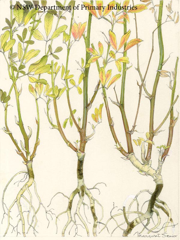 Illustration of Root rot of lucerne