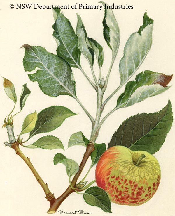 Illustration of Powdery mildew