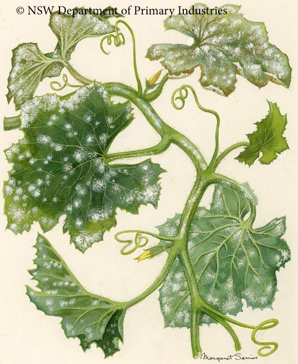 Illustration of Powdery mildew