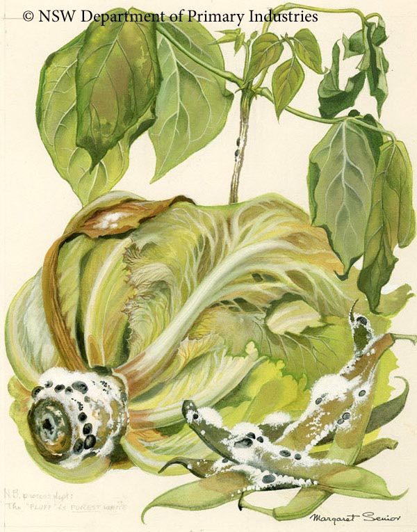 Illustration of Stem rot
