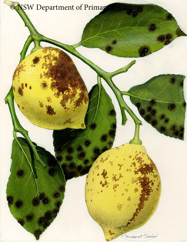 Illustration of Fruit spot