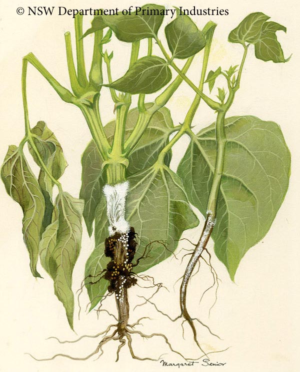 Illustration of Stem rot of french bean