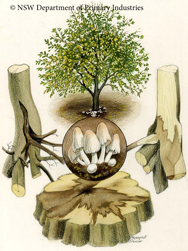 Illustration of Sudden death