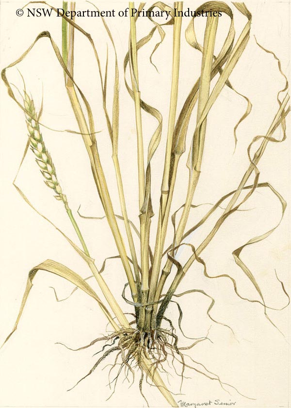 Illustration of Take-all of wheat