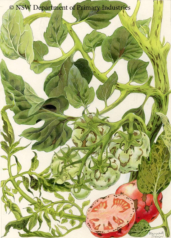 Illustration of Tobacco mosaic virus