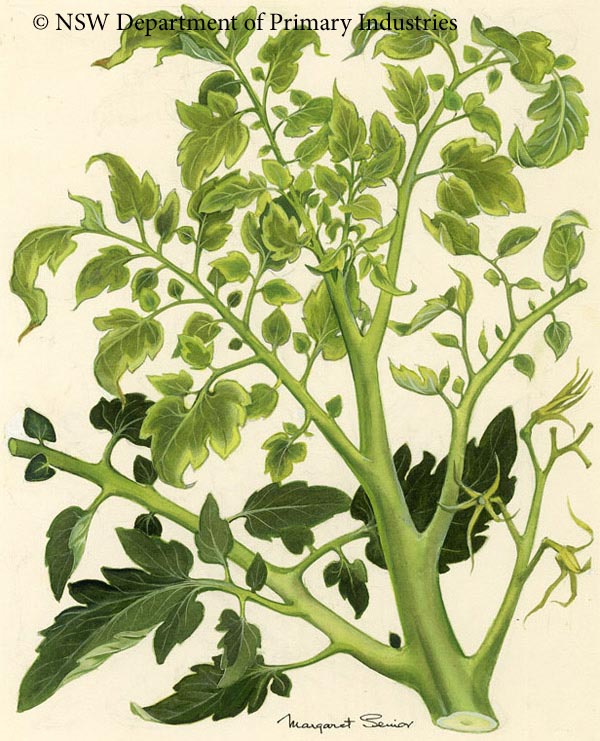 Illustration of Tomato yellow top virus