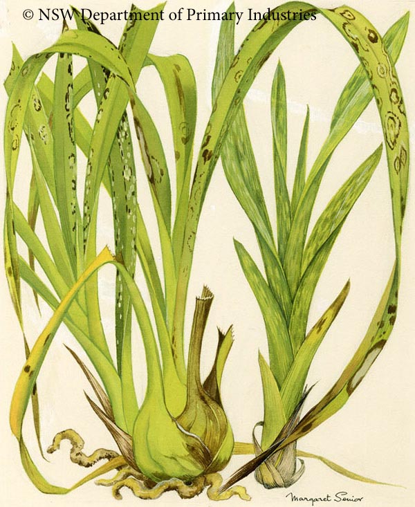 Illustration of Virus diseases of Cymbidium