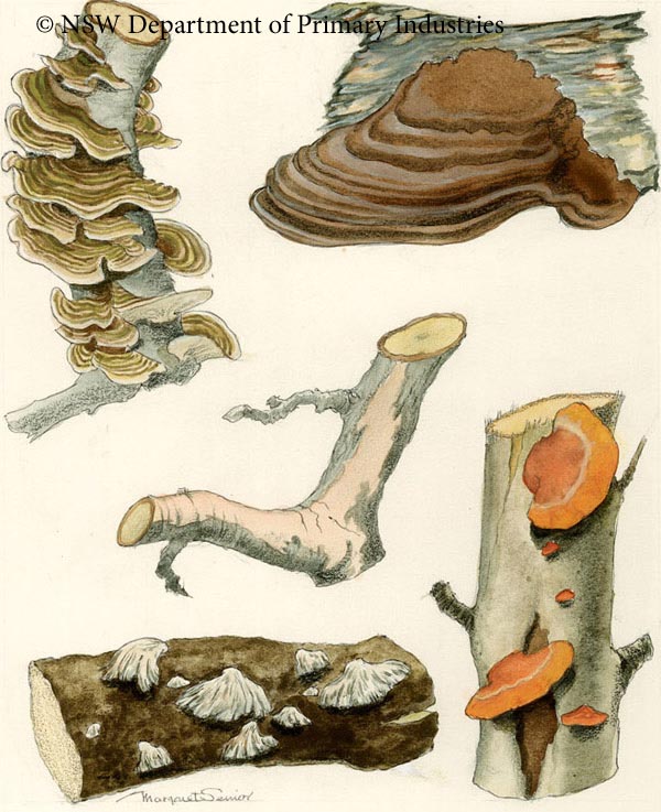 Illustration of Wood rot
