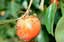 QFF on fruit sml