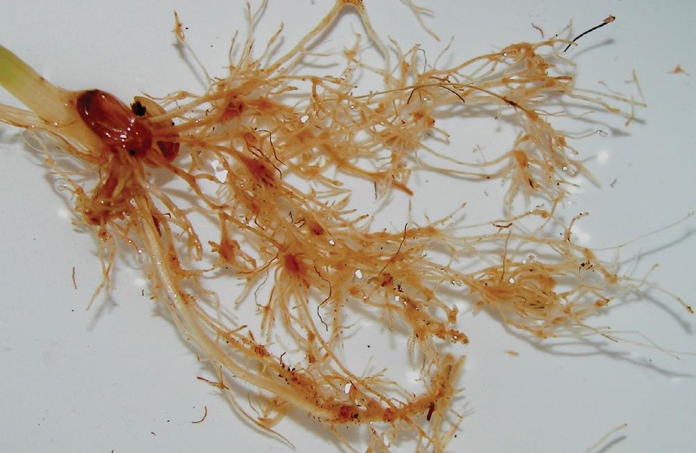 Brown coloured wheat roots that are tangled/knotted caused by endemic cereal cyst nematodes. The small white balls on the roots are cereal cyst nematodes.