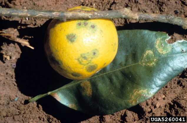 Figure 1 Leprosis symptoms on fruit, leaf and stem (Image: Florida Division of Plant Industry Archive, Florida Department of Agriculture and Consumer Services, Bugwood.org) Stem, fruit and leaf of an orange tree all with greenish yellow lesions on part of surface