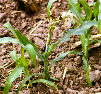 Figure 1 “Dead heart” in maize (Image: Robert Wright, University of Nebraska-Lincoln, United States) Young maize plant with green leaves but where the youngest still unfolded leaves at the top of the plant have died and are light green-brown