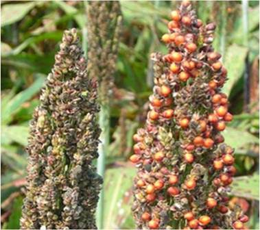 Figure 2 “Chaffy heads” in sorghum (Image: TNAU Agritech Portal, India) Sorghum seed heads with empty or lightweight grains.