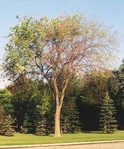 Figure 1 Dutch elm disease in an elm tree. (Image: TREES Winnipeg) A single elm tree with Dutch elm disease. Many of its leaves have yellowed, curled and turned brown. The infected tree is also partially defoliated.