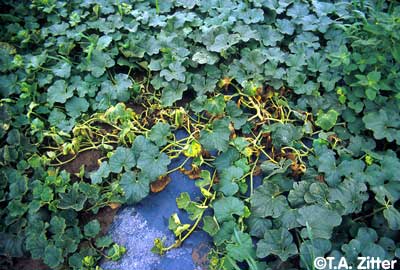 Figure 1. Early signs of Fusarium root rot in melon (Image: T.A. Zitter, vegetablemdonline.ppath.cornell.edu) healthy patch of muskmelons with a section of wilted and yellowing leaves in the centre