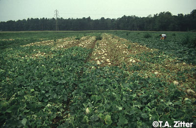 Figure 2. Fusarium root rot of melon in the field (Image: T.A. Zitter, vegetablemdonline.ppath.cornell.edu) View of a melon field with an irregular patch of dead plants on the centre